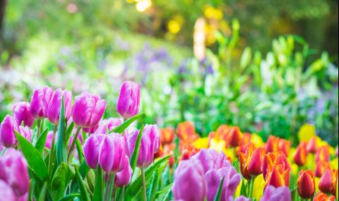 Честита първа пролет! - 1