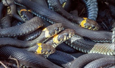 Дарвинови награди: Намериха труп на мъж, живеещ със 124 отровни змии (ВИДЕО) - 1