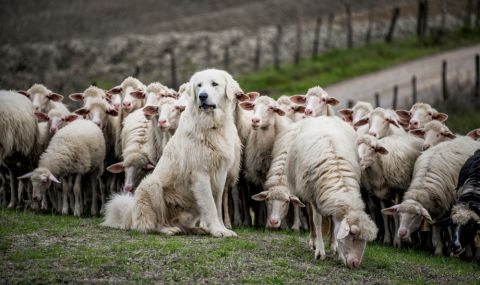 Овчарско куче влезе в жестока битка, след като глутница нападна стадото му - 1