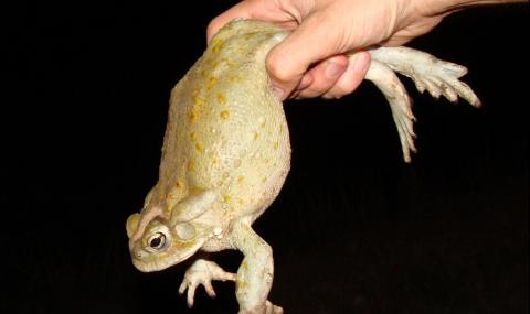 Откраднаха халюциногенни жаби от резерват (ВИДЕО) - 1