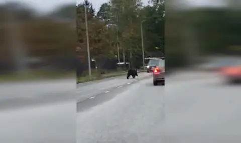 Bears invaded a densely populated area in Finland VIDEO  - 1