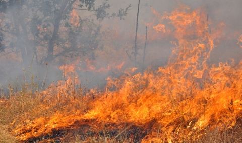 Пожарът в Сакар планина е засегнал 5 000 дка гора - 1