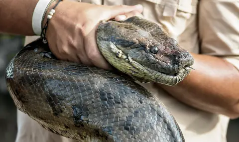 Убиха най-голямата змия, откривана досега (СНИМКИ+ВИДЕО) - 1