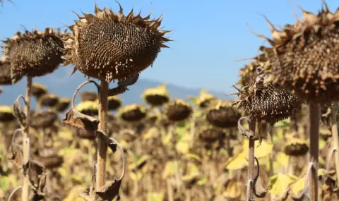 Sunflower harvest poor due to drought  - 1