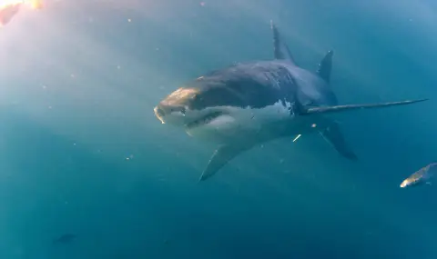 Рибар улови голяма бяла акула край бреговете на Черна гора (СНИМКА) - 1