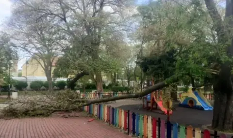 Дърво падна върху детска площадка във Варна - 1