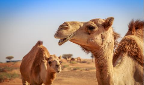 Камила изрита моторист, опитал се да я изпревари неправилно (ВИДЕО) - 1