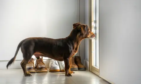 Ново проучване: Кучетата реагират по-емоционално, отколкото предполагаме, когато ги оставим сами - 1