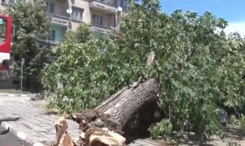 Буря в Симеоновград - Дървета смачкаха автомобили - 1