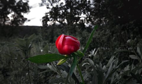 Глоба от над 10 000 долара за откъснато цвете в Турция - 1