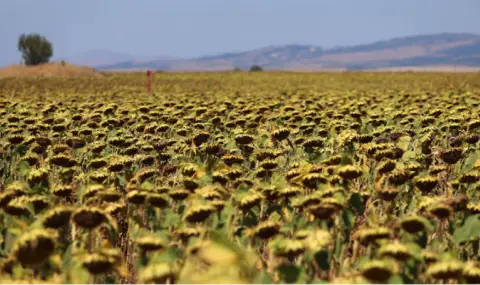 Времето днес, прогноза за петък, 25 юли: Слънчево и отново горещо - 1