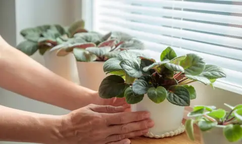 Как да подготвим цветята у дома за настъпването на пролетта? - 1