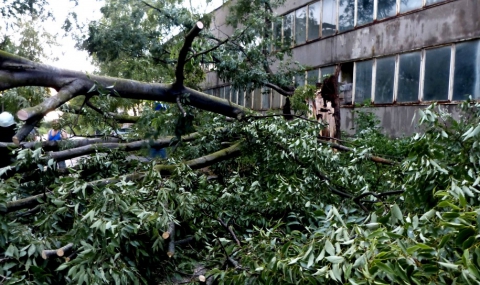 “Валят“ сигнали за паднали дървета във Варна заради силния вятър - 1