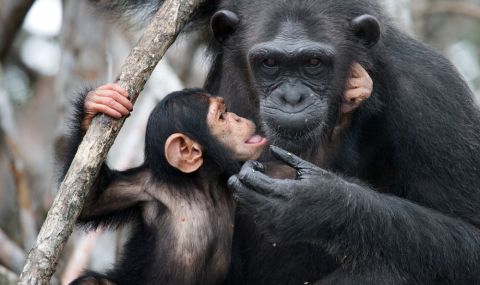 Подобно на хората, шимпанзетата комбинират звуци, за да общуват - 1