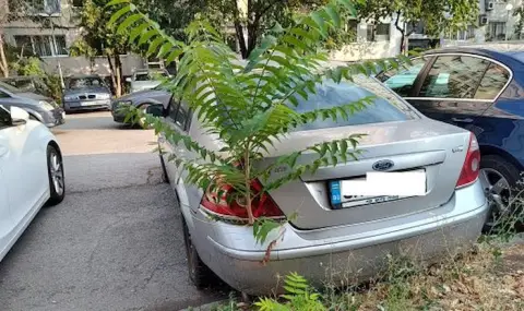 Дърво проби багажник на изоставена кола в София - 1