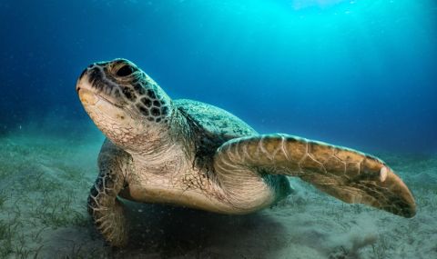 Откриха вкаменелости на морска костенурка с размерите на автомобил (ВИДЕО) - 1