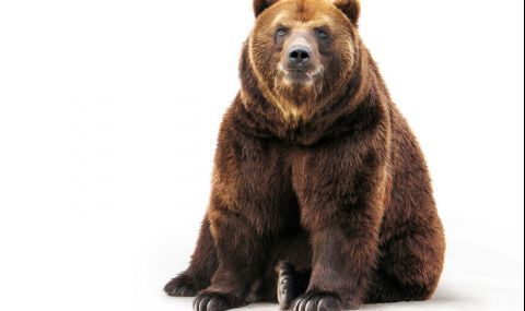 Аляска избира най-дебелата мечка - 1