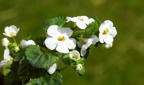 Бакопа - древната чудотворна билка, която бори стреса, хроничните болести и дори Алцхаймер - 1