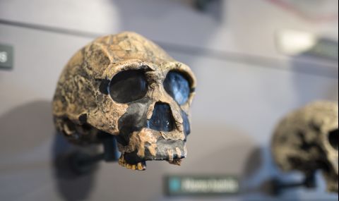 Откриха череп на „братовчед“ на човека с големи зъби и малък мозък - 1