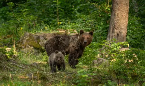 Среща с мечка, вълк или глиган: Как да се спасим - 1