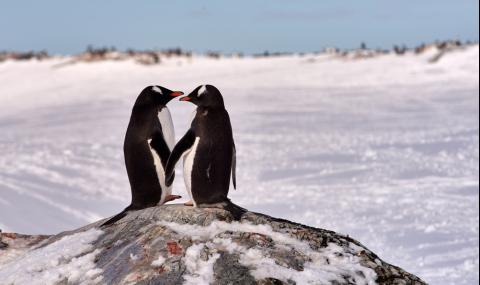 Мъжки пингвин завари жена си с любовник и... (ВИДЕО) - 1