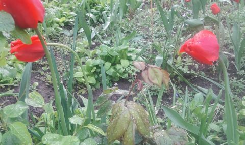 Остава слънчево, може да прегърми - 1