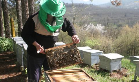 Варненец прави ин витро на пчели - 1