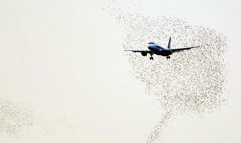 Учени измислиха как да спират птиците по летищата - 1