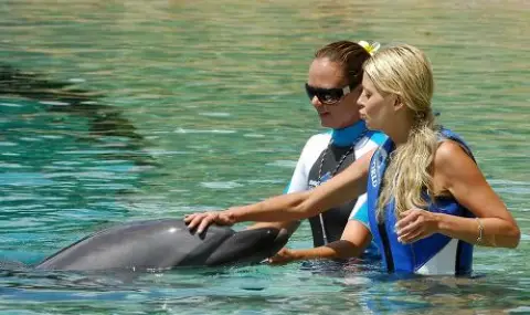 AI вече учи езика на делфините, скоро ще разговаряме истински с умните морски бозайници  - 1