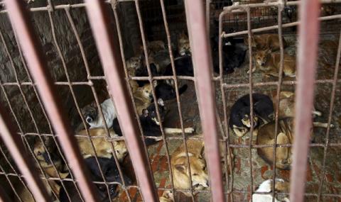 Във Виетнам: Не яжте кучета, излагаме се - 1