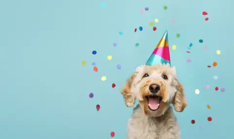 26 август: Празнуваме международния ден на кучето - 1