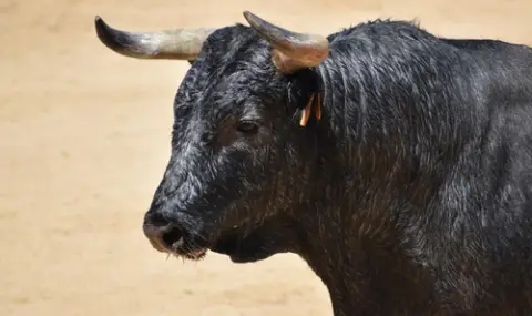 A bull killed a man in the village of Rakitnitsa  - 1