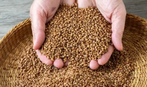 Expert: Russian buckwheat may enter Ukraine under foreign origin - 1