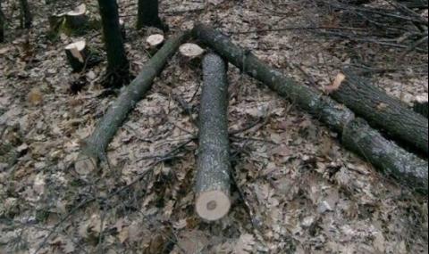 Цигани безчинстват из горите във Врачанско - 1