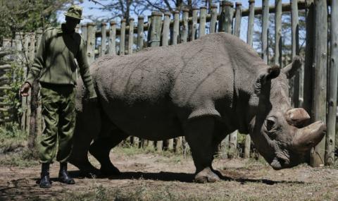 Тъжно! Почина последният мъжки бял носорог - 1
