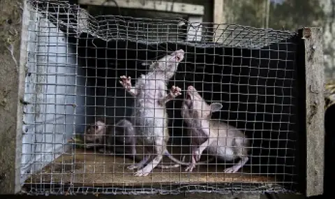 Франция се бори с милиони плъхове - 1