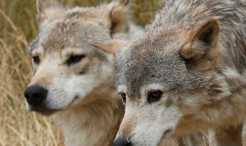 Вълци нападат стопанства във Варненско - 1