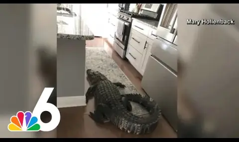 A crocodile hid from Hurricane Milton in the home of Americans VIDEO  - 1