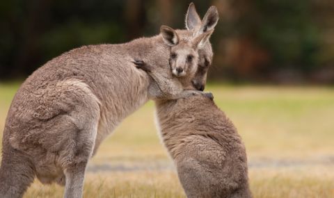 Австралийски полицаи спасиха бебе кенгуру от два крокодила (ВИДЕО) - 1