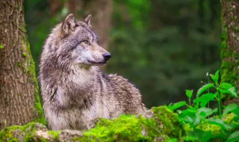 Европейският парламент одобри промяна в режима на защита на вълците - 1