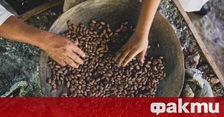 Последиците от пандемията не подминаха и производителите на какао Цената
