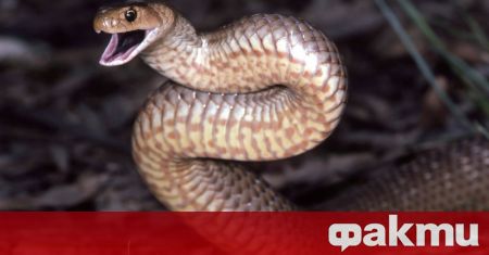 Изключително отровна змия беше уловена при опит да се чифтосва