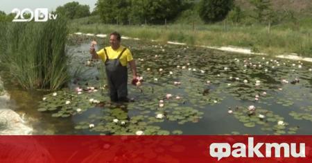 Първата ферма за водни лилии в България се намира край