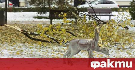 На 52 сигнала за завирявания и паднали клони на дървета