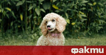 Сред десетките модерни породи които днес могат да се открият