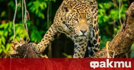 Възрастен фермер е станал жертва на нападение от леопард в