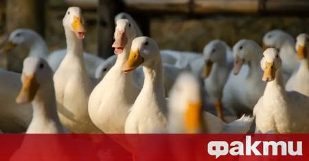 Огнища на птичи грип са установени в 3 ферми в