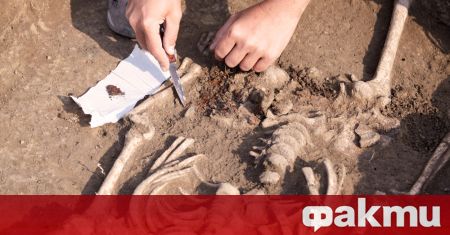 Бедрена кост на 7 милиона години открита преди 20 години
