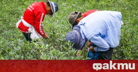 Колумбийските земи засадени с кока растението от което се прави