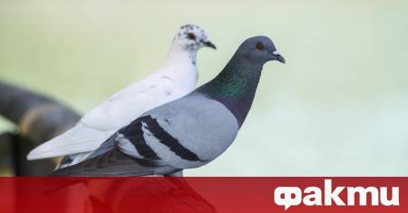 Двама неканени пасажери с пера предизвикаха смут на борда на